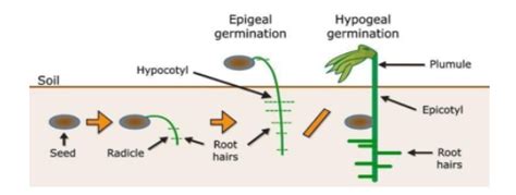 Explain The Stages Of Germination With The Help Of Diagrams