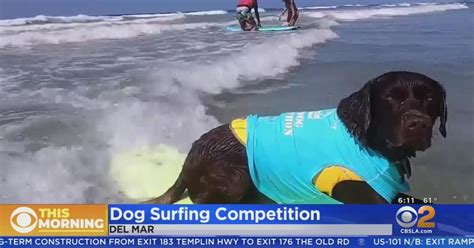 Dog surfing competition raises money for shelter pets - CBS Los Angeles