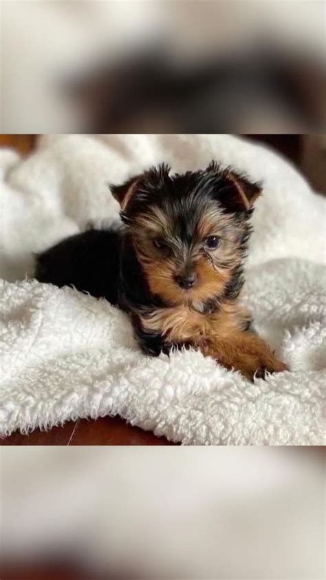 Male And Female Weeks Old Teacup And Regular Yorkie Puppies Available