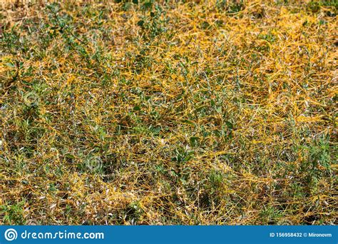 Dodder Genus Cuscuta Is The Parasite Wraps Stock Photo Image Of Green