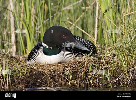 North America Canada British Columbia Lac Le Jeune Common Loon