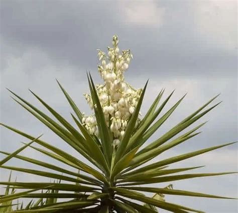 Native American Soap Plants You Can Still Find And Use Today Prepper S Will