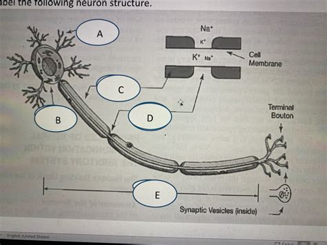 Neuron Diagram Diagram Quizlet