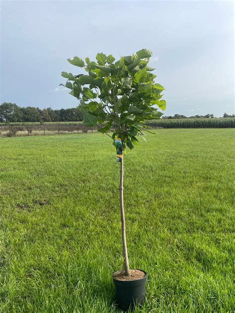 3st Hochstamm Kugel Trompetenbaum Catalpa Nana Stammhöhe 120 140cm