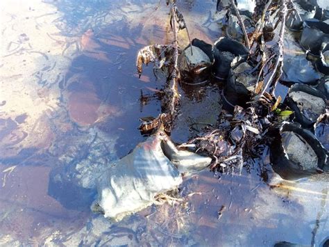 Ban On Fishing Seaweed Harvesting In Oil Spill Hit Ormin Areas Still