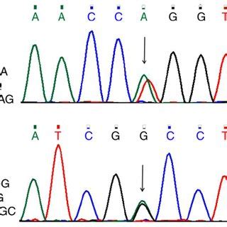 The sequencing peak pattern of the mutations verified by the first ... 