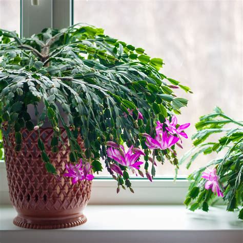 How To Repot A Christmas Cactus For A Thriving Plant