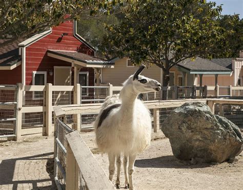 Michael Jackson's Neverland Ranch Is for Sale for $31 Million