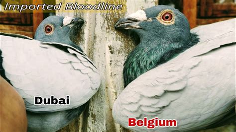 Imported Bloodline Racing Pigeon L Jhang Pigeon Club YouTube