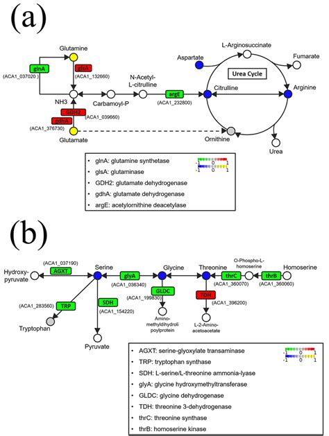 Regulation Of Amino Acid Pathways In E3 Group Amoebae A Arginine