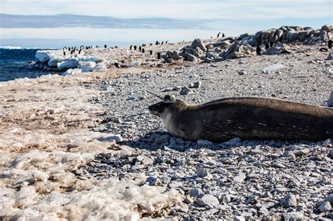 Fitted With Sensors, Antarctic Seals Track Water Temperatures | WIRED