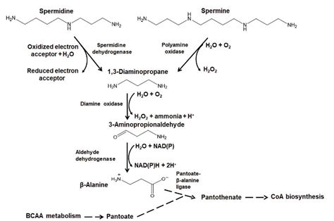 Figure 2 from The Synthesis and Role of β-Alanine in Plants | Semantic Scholar