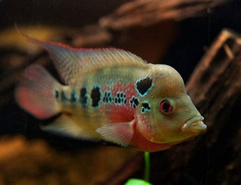 Flower Horn Cichlid Cichlasoma Sp Photos