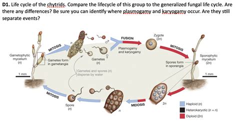 Solved Generalized Fungal Life Cycle Fungi Illustrate