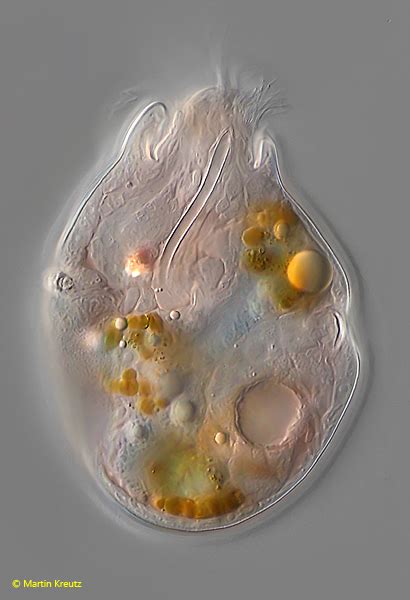 Naked Amoeba Real Micro Life