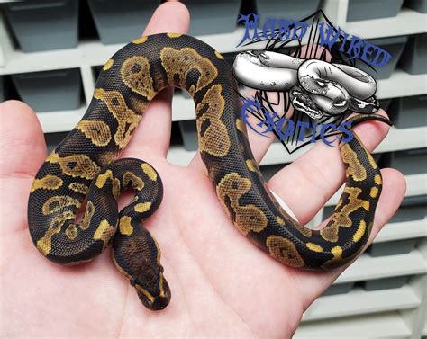 Chocolate Yb Ringer Ball Python By Hard Wired Exotics Morphmarket