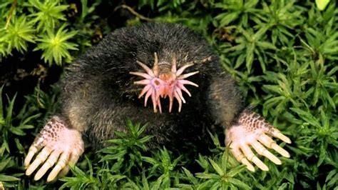 The Star Nosed Mole Condylura Cristata Is A Small Mole Found In Wet