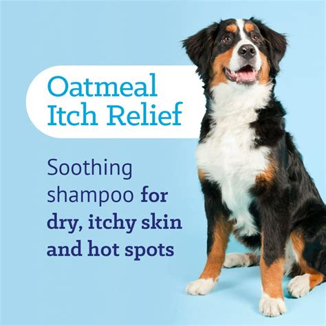 Dog Dandruff Treatment Home Remedies | thegoodhuman.com.au