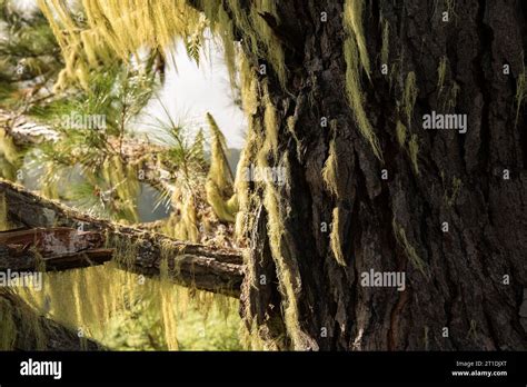 Old Man S Beard Or Spanish Moss Tillandsia Usneoides A Bromeliad