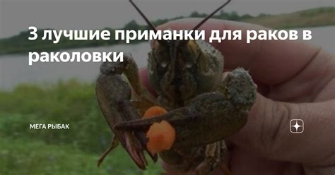 3 лучшие приманки для раков в раколовки | Мега Рыбак | Дзен