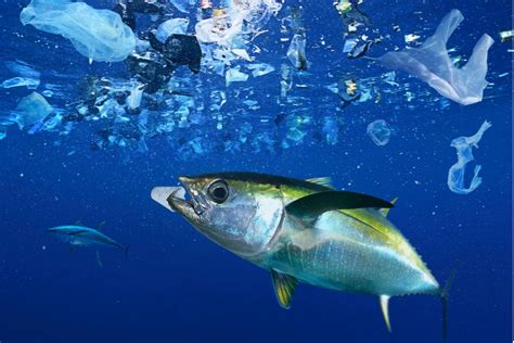 Weit Mehr Plastik Im Meer Als Vermutet GEO