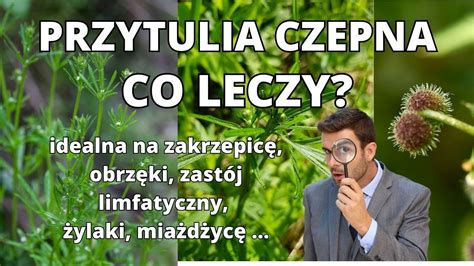 Przytulia czepna odkryj niezwykłe właściwości lecznicze przytulii i