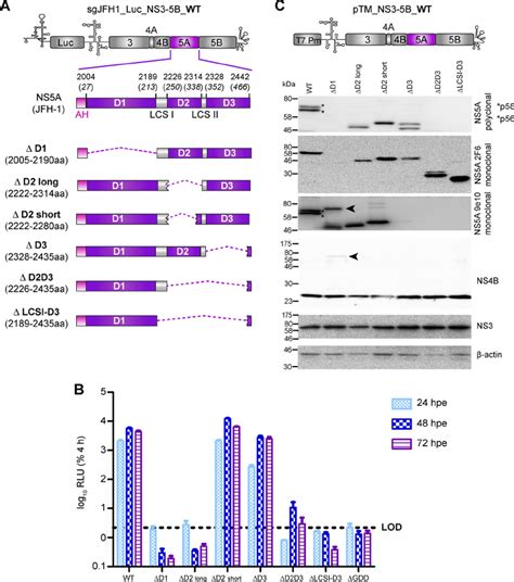 Deletions Within NS5A And Their Impact On RNA Replication And