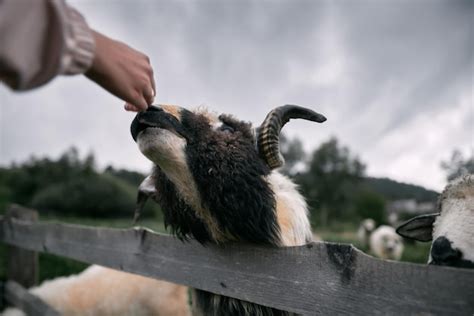 Retrato De Una Oveja Comiendo Hierba En Un Prado Ganado En La Zona