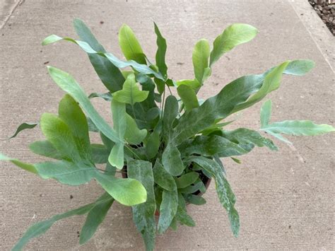 .6″ Fern Blue Star – Tri State Foliage In-House Availability