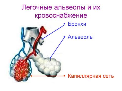 Физиология дыхания. Внешнее дыхание (Вентиляция легких) - презентация ...