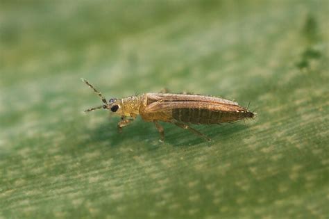 Thrips De L Oignon Biocontr Le D G Ts Et Cycle De Vie