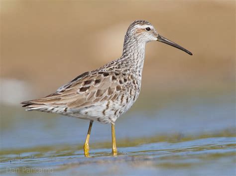 Stilt Sandpiper "Calidris himantopus" | Boreal Songbird Initiative