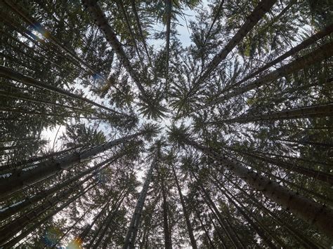 symmetry of trees. on Behance