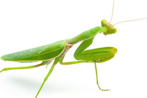 Mantis Religiosa Verde Aislado Sobre Fondo Blanco Foto Premium