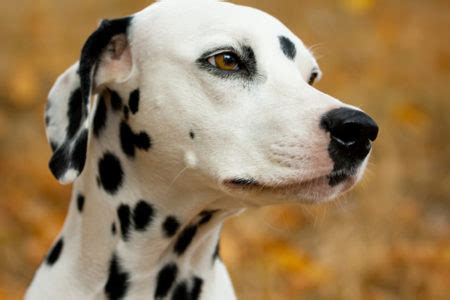 Todo lo que debes saber sobre el Dálmata Conociendo a mi perro