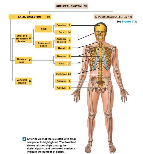 Axial Skeleton Flashcards Quizlet