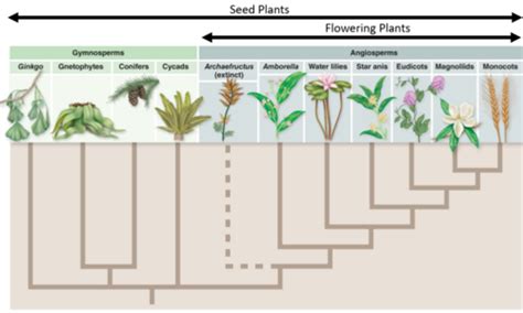 AG1007 Lecture 9 Angiosperms Flashcards Quizlet