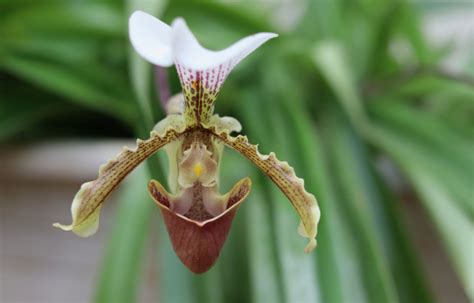 Flores Raras Conheça As Espécies Mais Exóticas