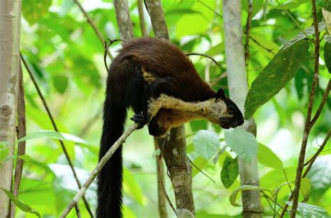 Black giant squirrel (Ratufa bicolor)