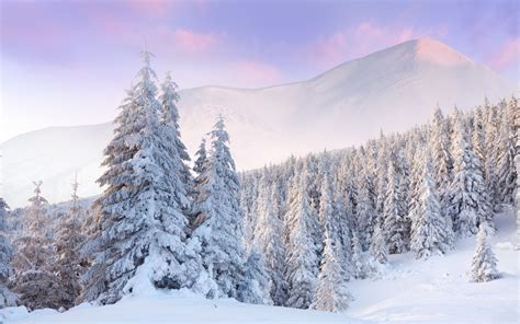 Fondos de Pantalla Pinos Cubiertos de Nieve Durante el Día Imágenes y