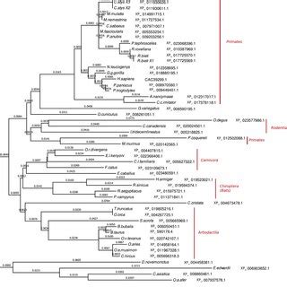 Molecular Phylogenetic Analysis By The Maximum Likelihood Method The