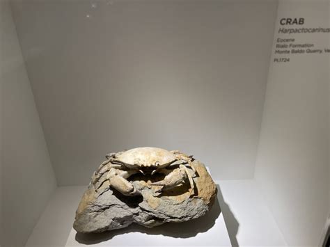 Crab Fossilized All Was Crab All Is Crab All Will Be Crab Its