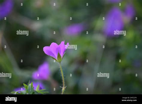 Purple Field Flowers With Blurred Green Leaves On The Background Stock