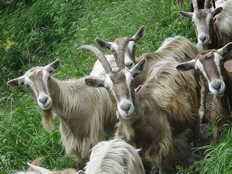 Downy goat breeds – Healthy Food Near Me
