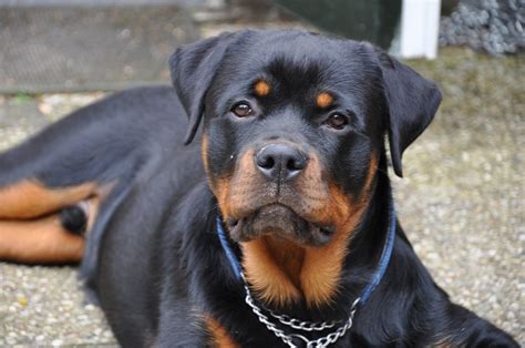 Honden Foto Rottweiler