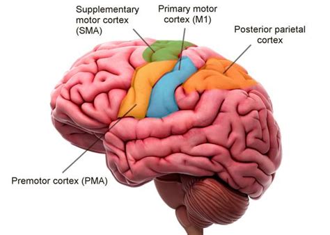 1. Intro to Human Motor System – Motor System In Human