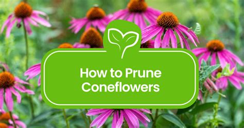 Pruning Coneflowers: Expert Advice for Beautiful Blossoms - Plant Propagation