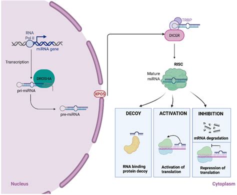 Ijms Free Full Text Epigenetic Regulation Of Micrornas In Cancer