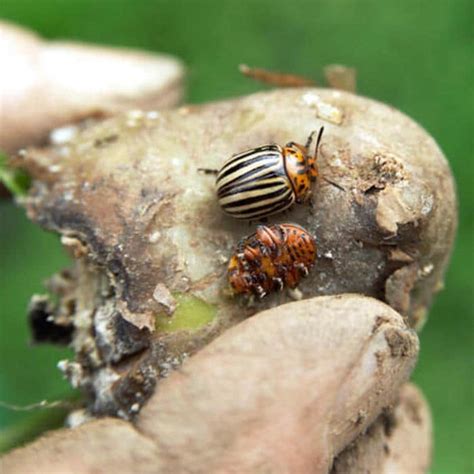 Potato Beetle How To Identify And Chemically Free Control Them Backyard Vegetable Gardener