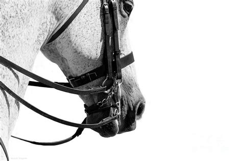 Double Bridle Dressage Series Photograph By Michelle Wrighton Fine